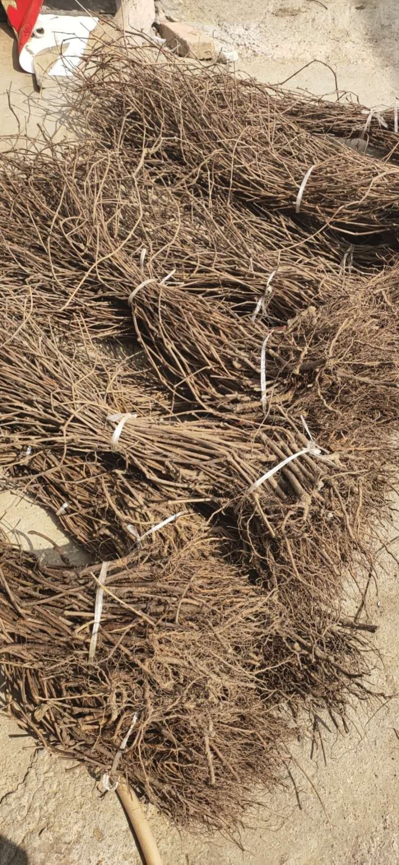 爬山虎荒山绿化爬山虎五叶爬山虎三叶爬山虎