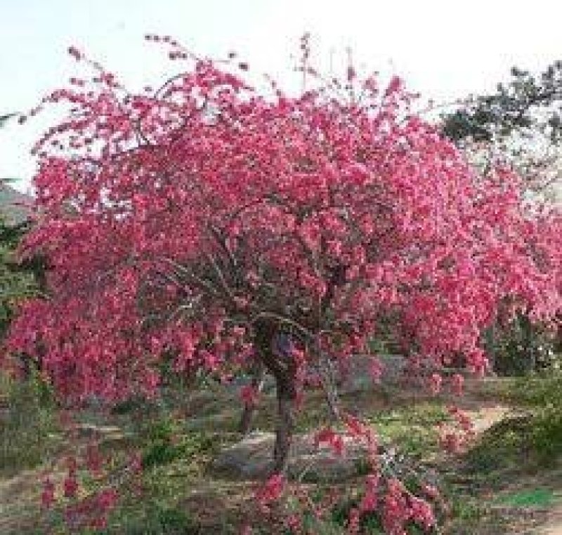 垂枝碧桃3公分-6公分垂枝碧桃基地直销可视频看货