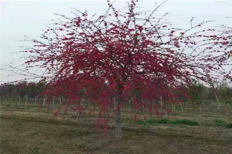 垂枝碧桃3公分-6公分垂枝碧桃基地直销可视频看货