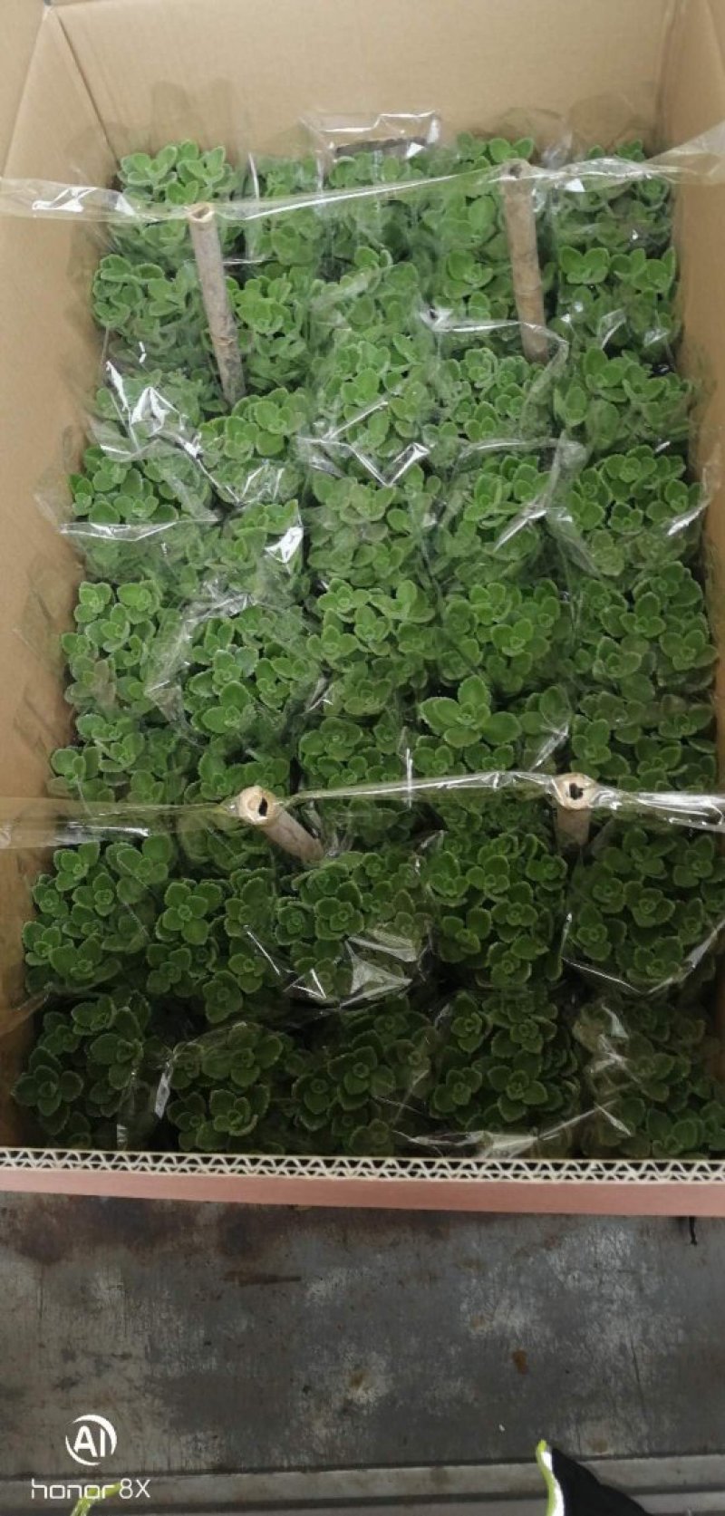 精品碰碰香，青州基地直发
