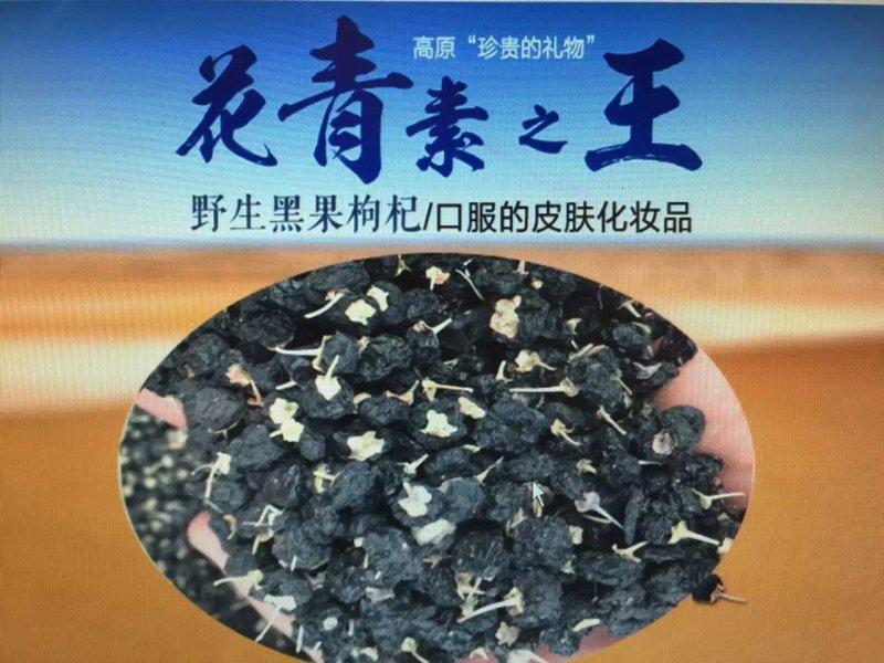 水洗黑枸杞粒饱芽率高