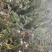 水洗黑枸杞粒饱芽率高