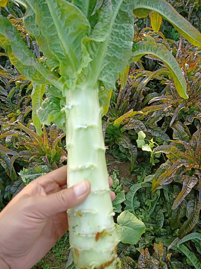 莴苣大量上市，支持全国发货，欢迎来电。