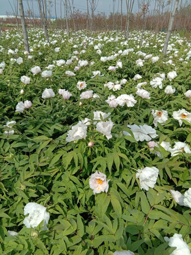 牡丹花蕊茶