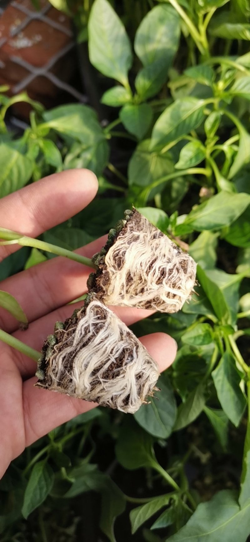 辣椒苗基地直供线椒螺丝椒红黄彩椒尖椒薄皮泡椒