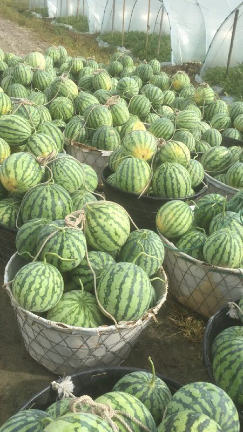 江苏盐城美都西瓜7斤打底九成熟头茬大量热销