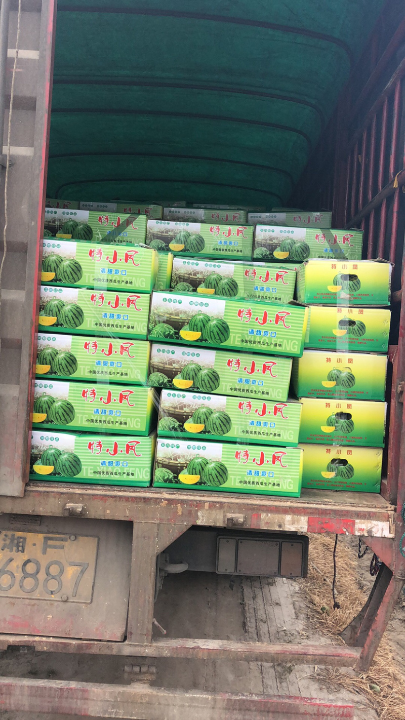 江苏东台农友特小凤（小兰）西瓜3斤打底九成熟