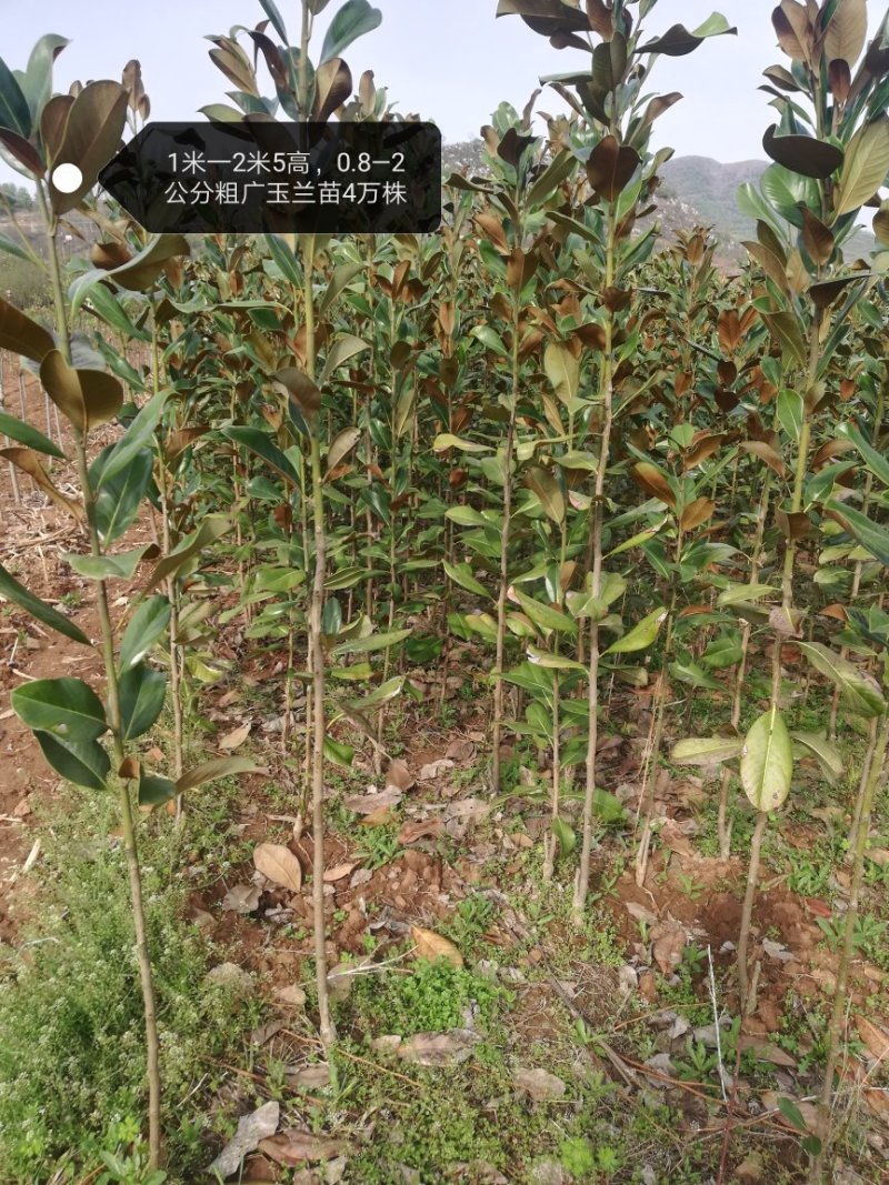 广玉兰苗