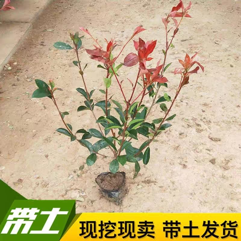 红叶石楠红叶石楠大杯苗红叶石楠小杯苗