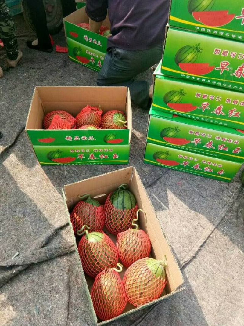 山东潍坊早春红玉2k西瓜吊瓜L600产地直发包装小工齐全