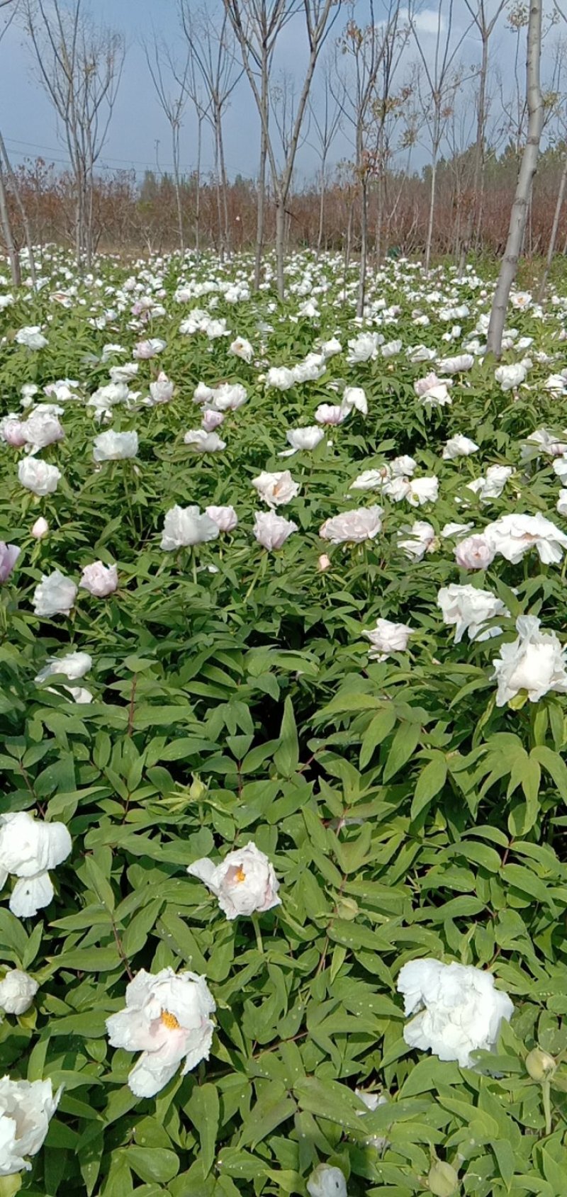 牡丹花蕊茶
