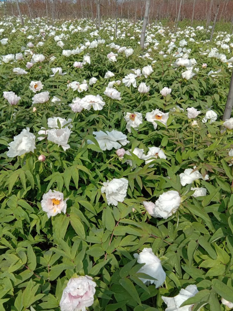 牡丹花蕊茶