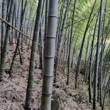 大小规毛竹