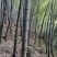 大小规毛竹