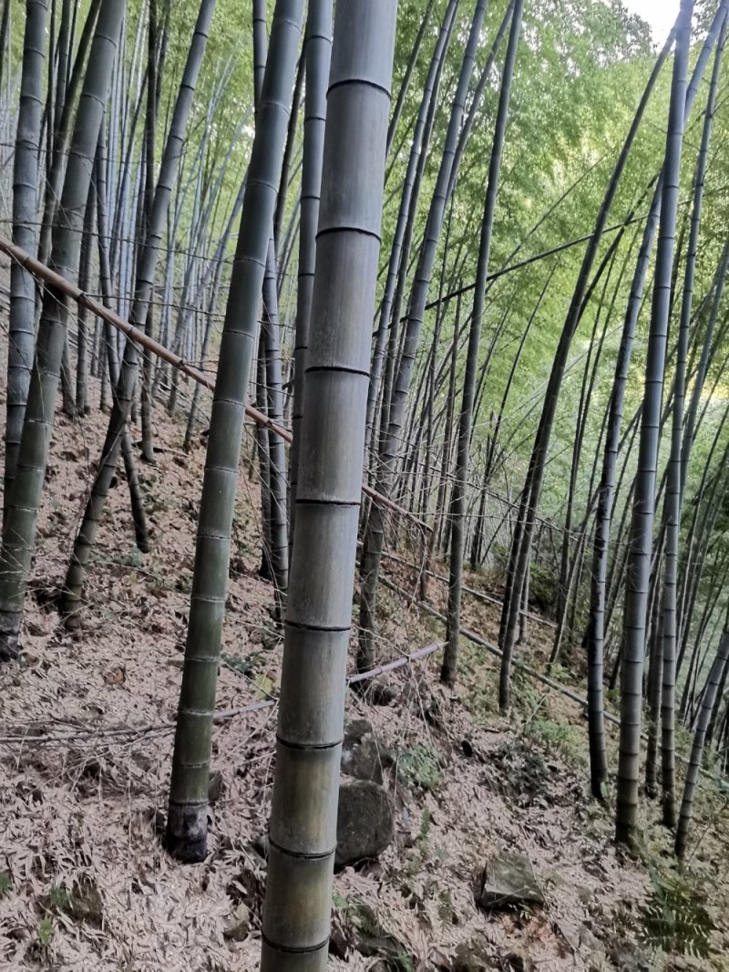 大小规毛竹