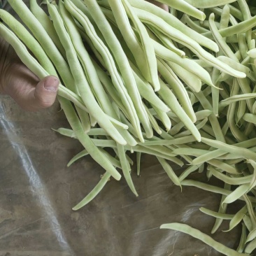 白不老质量优质价格实惠