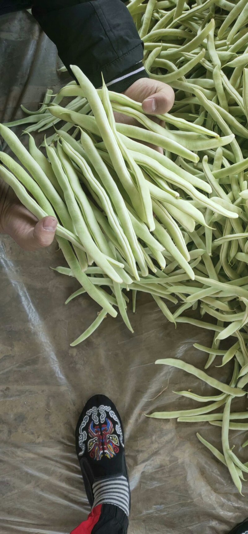 白不老质量优质价格实惠