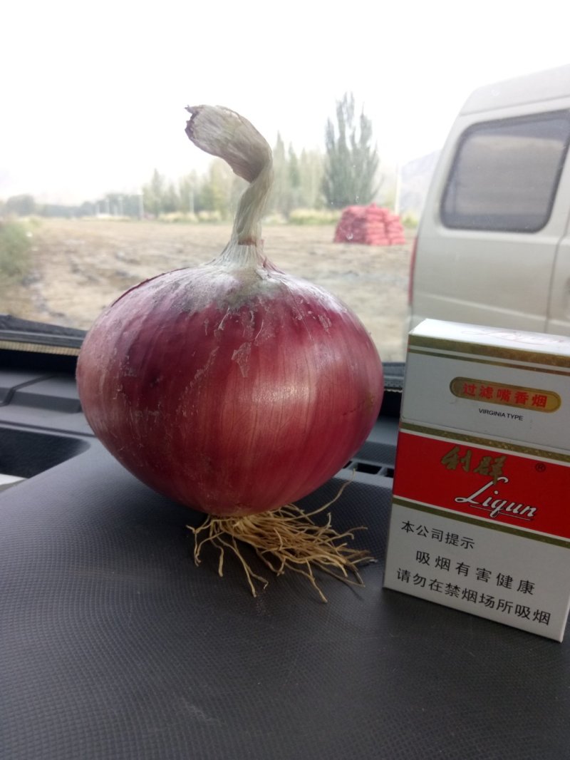 红皮洋葱，货源充足，硬度好，色泽亮