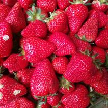 甜查理草莓法兰蒂已大量上市，诚招新老客商前来合作