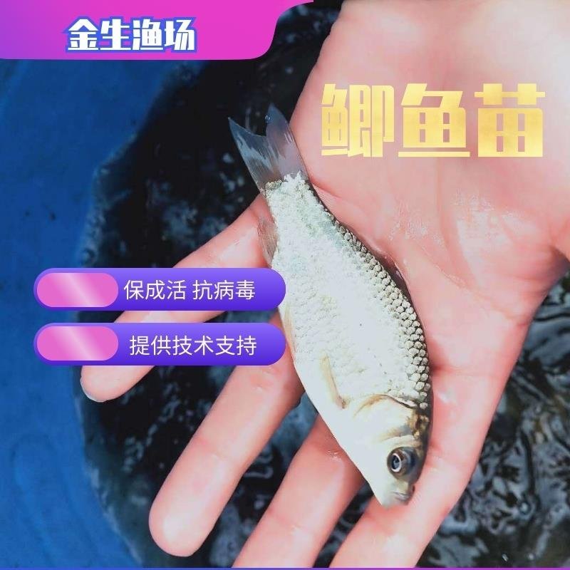 出售优质鲫鱼苗各种中高端鱼苗基地直供免费配送