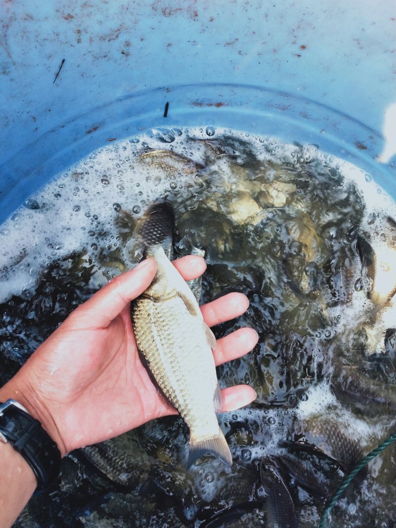 出售优质鲫鱼苗各种中高端鱼苗基地直供免费配送