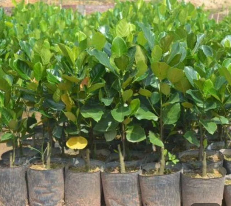 包邮靓苗【广西灵山红肉波萝蜜】嫁接苗/直销