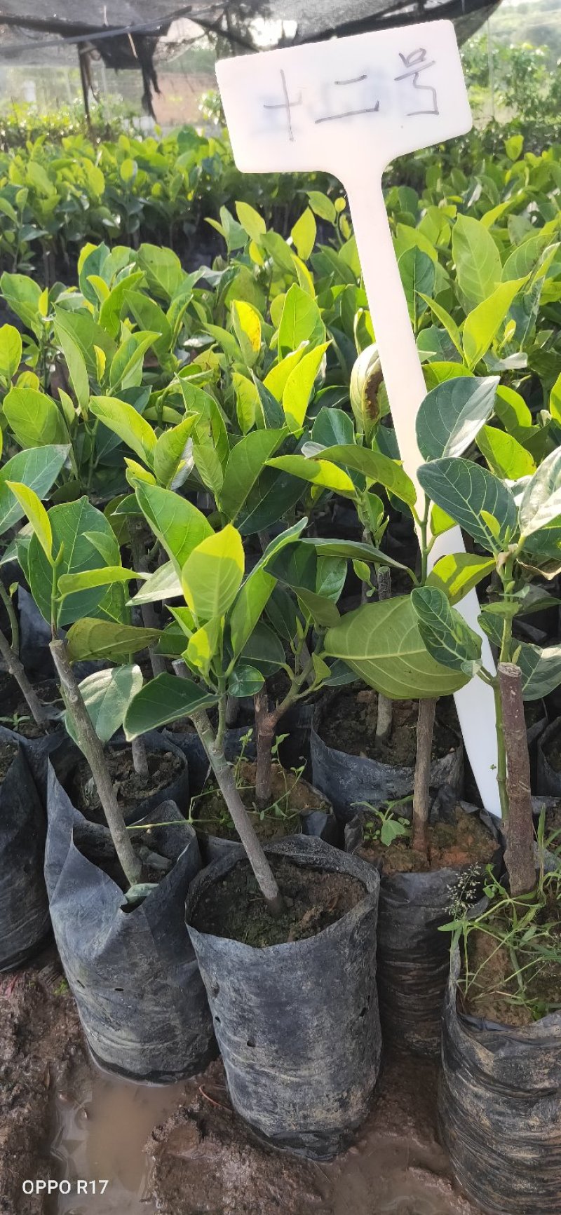 包邮靓苗【广西灵山红肉波萝蜜】嫁接苗/直销