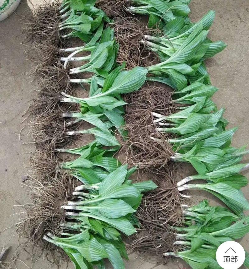 玉簪花花叶玉簪花苗金边青叶玉簪花植物盆栽花卉庭院花坛