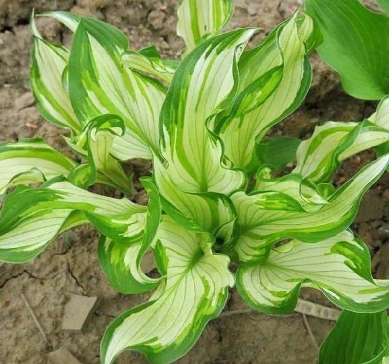 玉簪花花叶玉簪花苗金边青叶玉簪花植物盆栽花卉庭院花坛