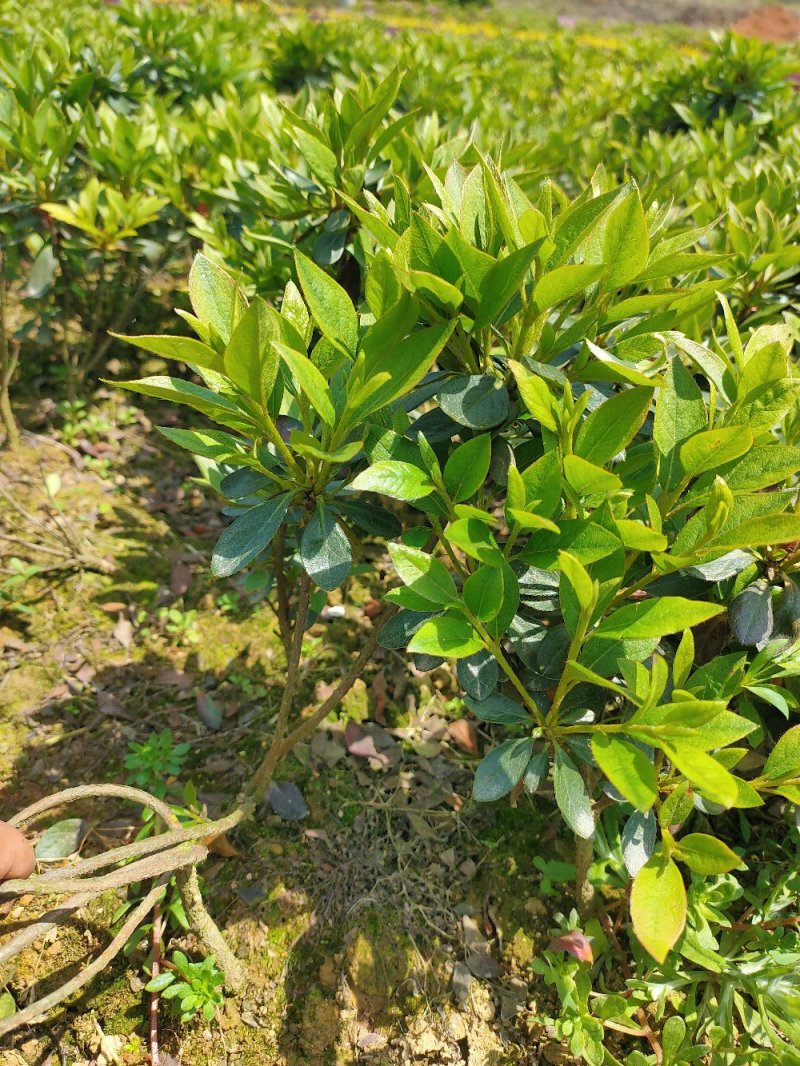 比利时杜鹃西洋杜鹃苗园林绿化工程用苗常绿植物