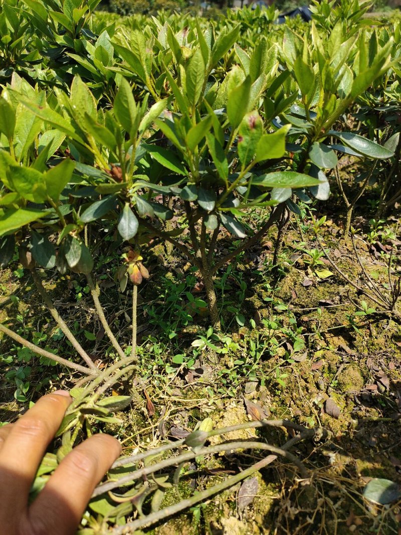 比利时杜鹃西洋杜鹃苗园林绿化工程用苗常绿植物