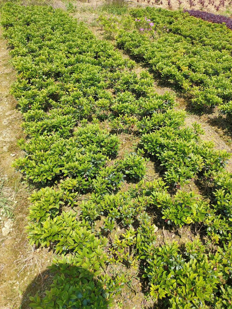 比利时杜鹃西洋杜鹃苗园林绿化工程用苗常绿植物