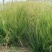 细叶画眉草画眉草量大可优惠一手货源