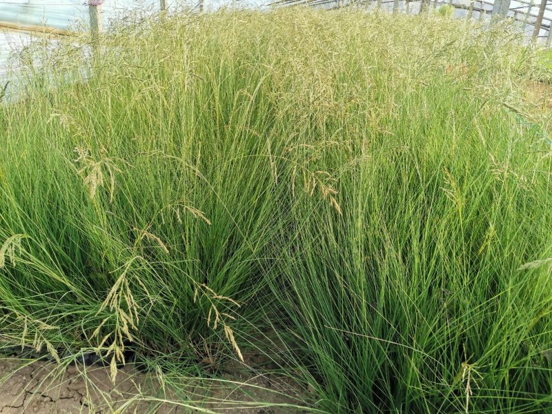 细叶画眉草画眉草量大可优惠一手货源