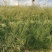 细叶画眉草画眉草量大可优惠一手货源