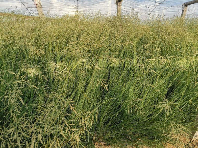 细叶画眉草画眉草量大可优惠一手货源