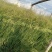 细叶画眉草画眉草量大可优惠一手货源