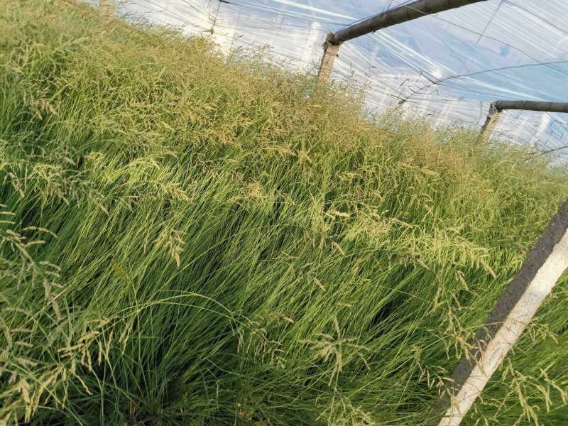 细叶画眉草画眉草量大可优惠一手货源