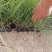 细叶画眉草画眉草量大可优惠一手货源