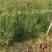 细叶画眉草画眉草量大可优惠一手货源