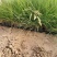 细叶画眉草画眉草量大可优惠一手货源