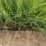 细叶画眉草画眉草量大可优惠一手货源