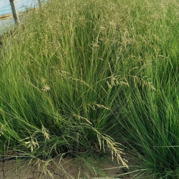 细叶画眉草画眉草量大可优惠一手货源