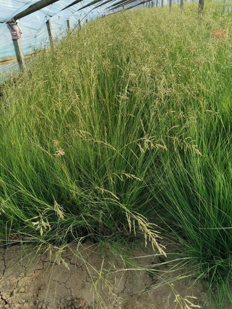 细叶画眉草画眉草量大可优惠一手货源