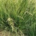 细叶画眉草画眉草量大可优惠一手货源