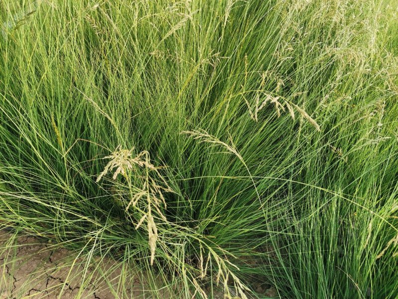 细叶画眉草画眉草量大可优惠一手货源