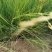 细叶画眉草画眉草量大可优惠一手货源