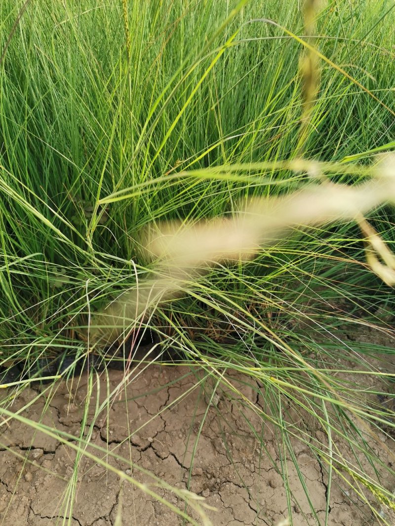 细叶画眉草画眉草量大可优惠一手货源