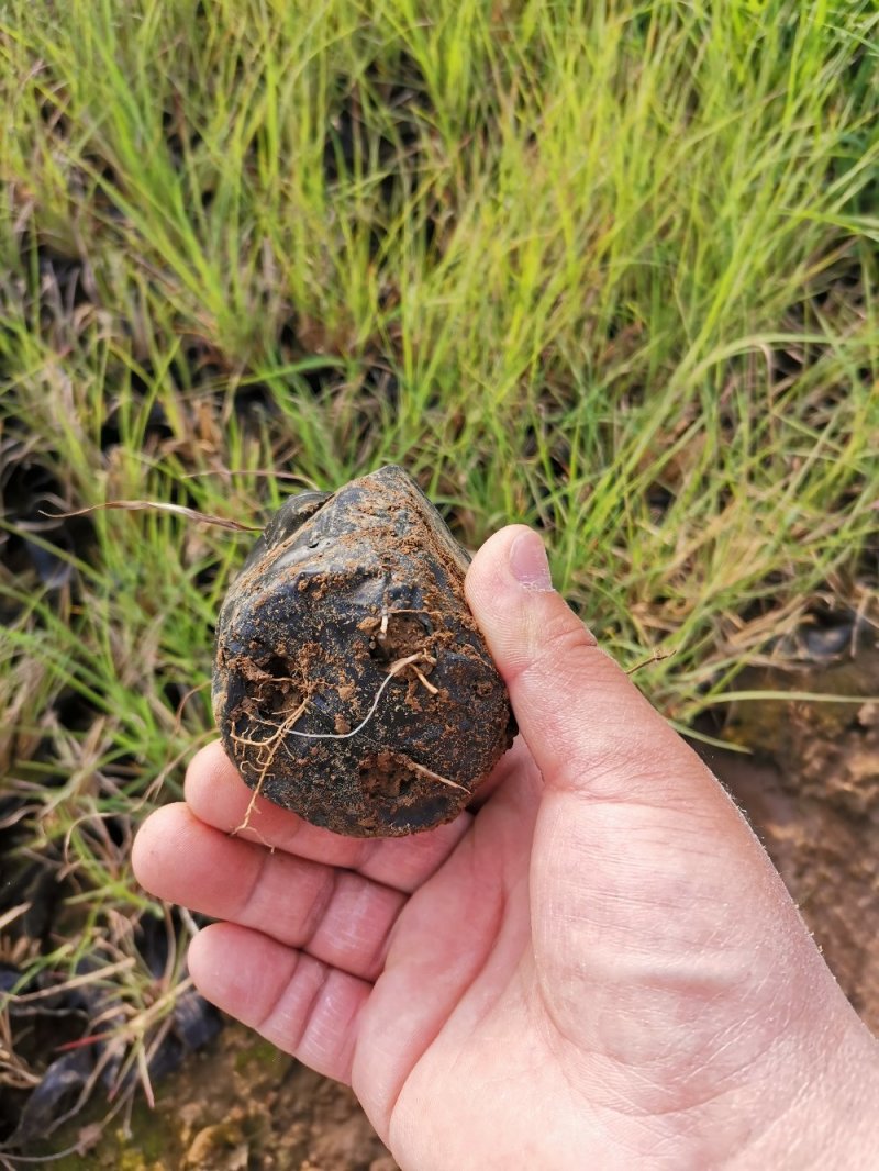 须芒草产地直发量大优惠营养钵苗多芽