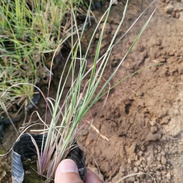 须芒草产地直发量大优惠营养钵苗多芽